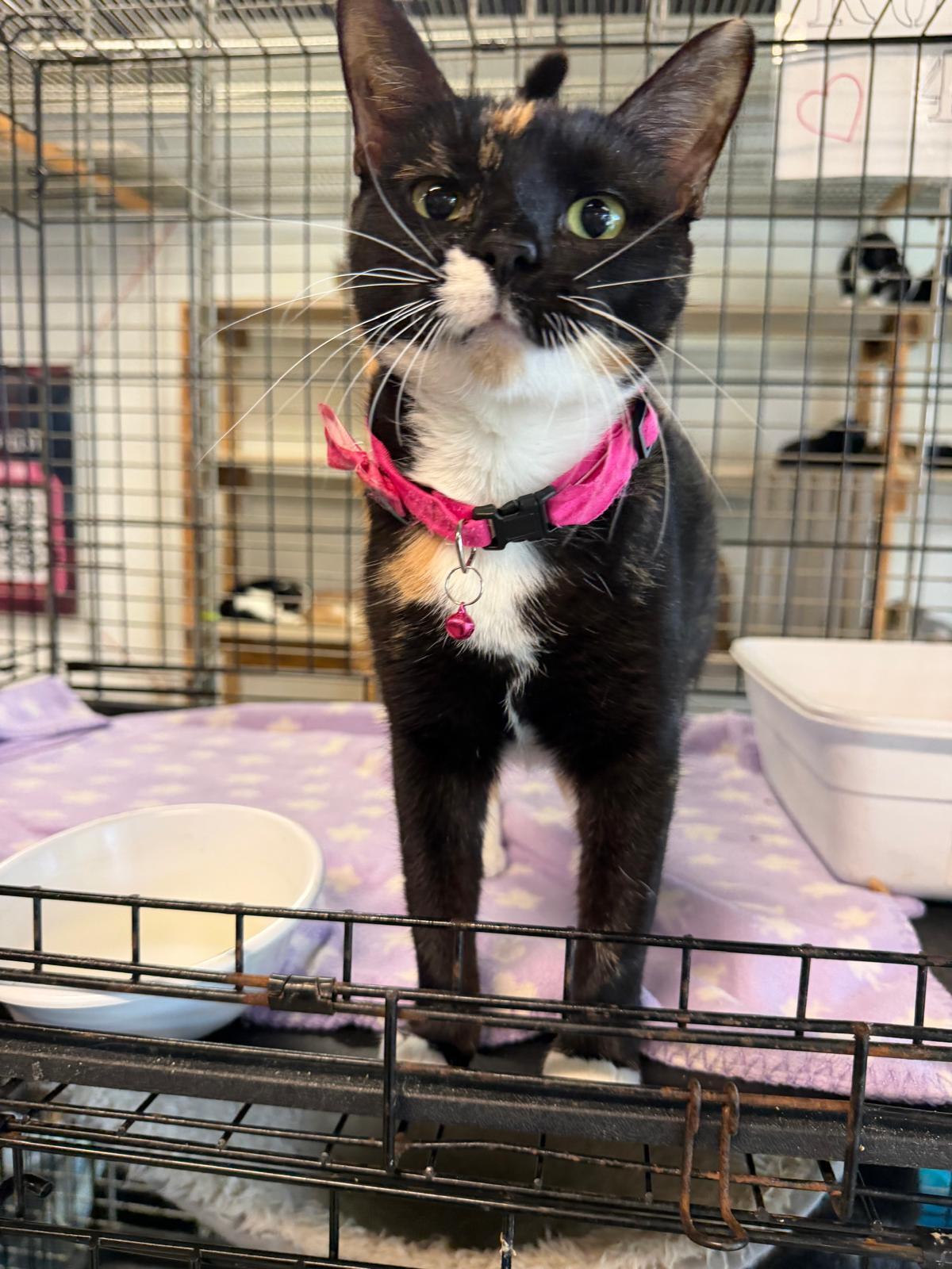 Grace, Adoptable, Adult Female Tortoiseshell & Domestic Short Hair.