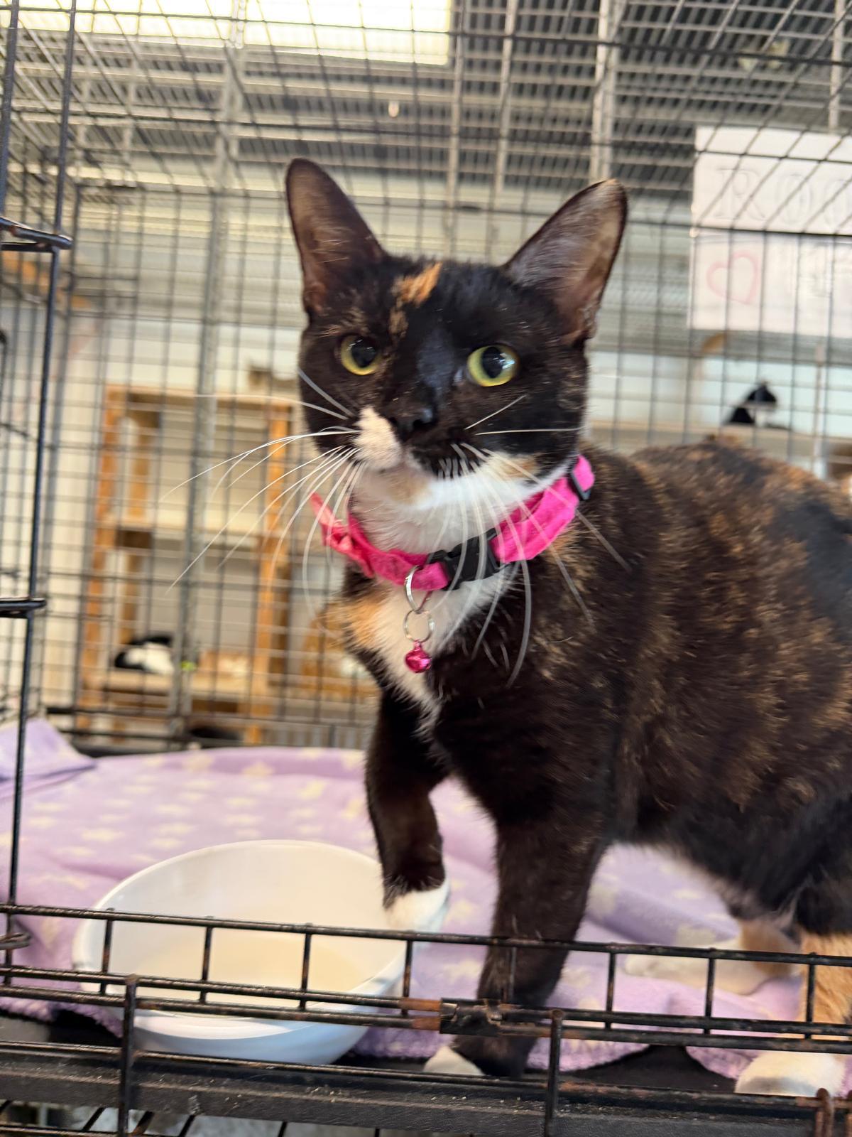 Enlarge Grace, a Adoptable mixed breed in Margate, FL image 2/3