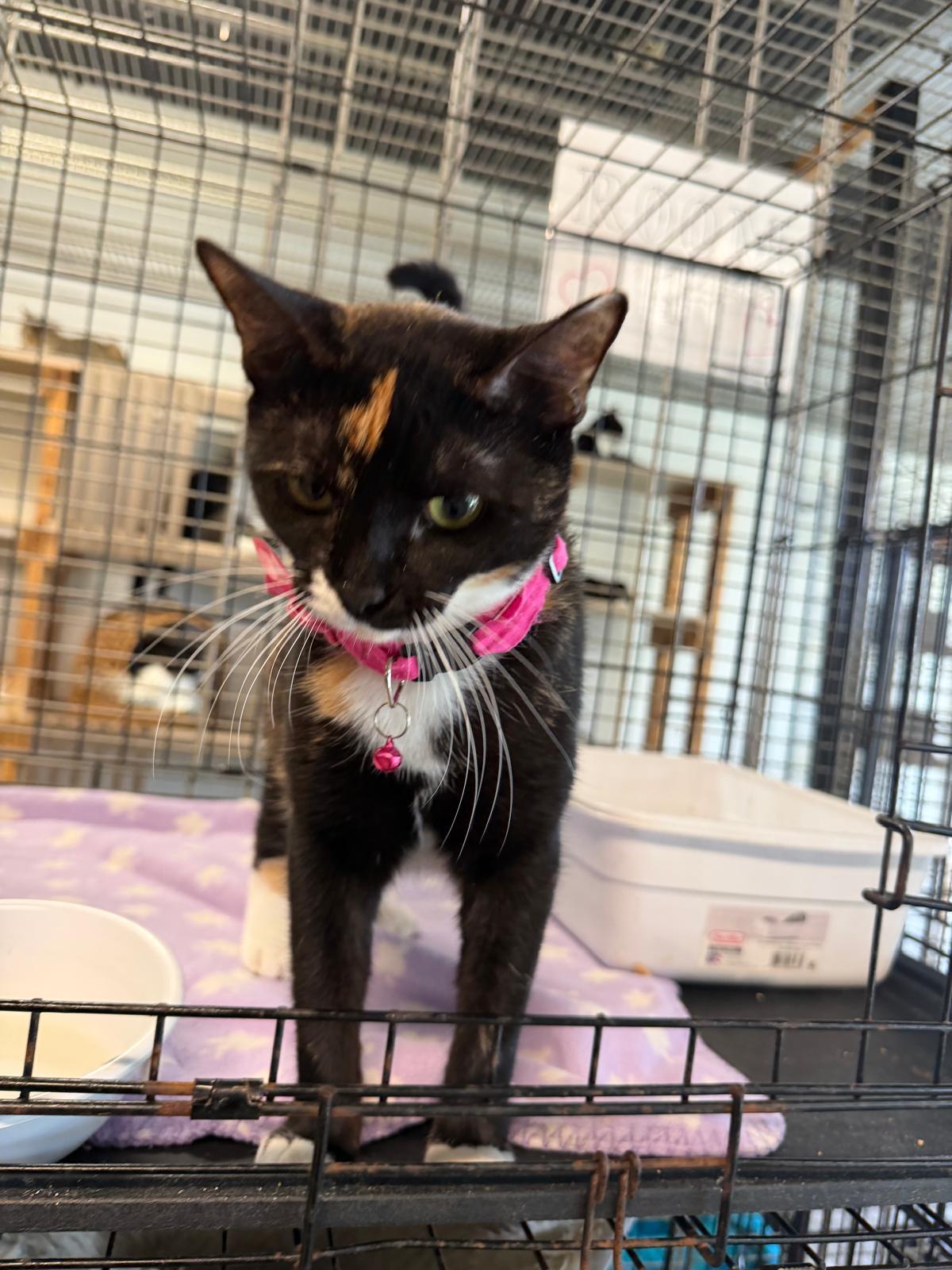 Enlarge Grace, a Adoptable mixed breed in Margate, FL image 3/3