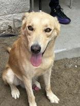 Ward 58874494 Mixed Breed Dog