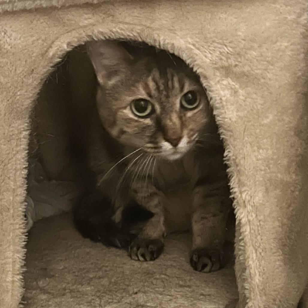 Bonnie, Adoptable, Adult Female Domestic Short Hair.