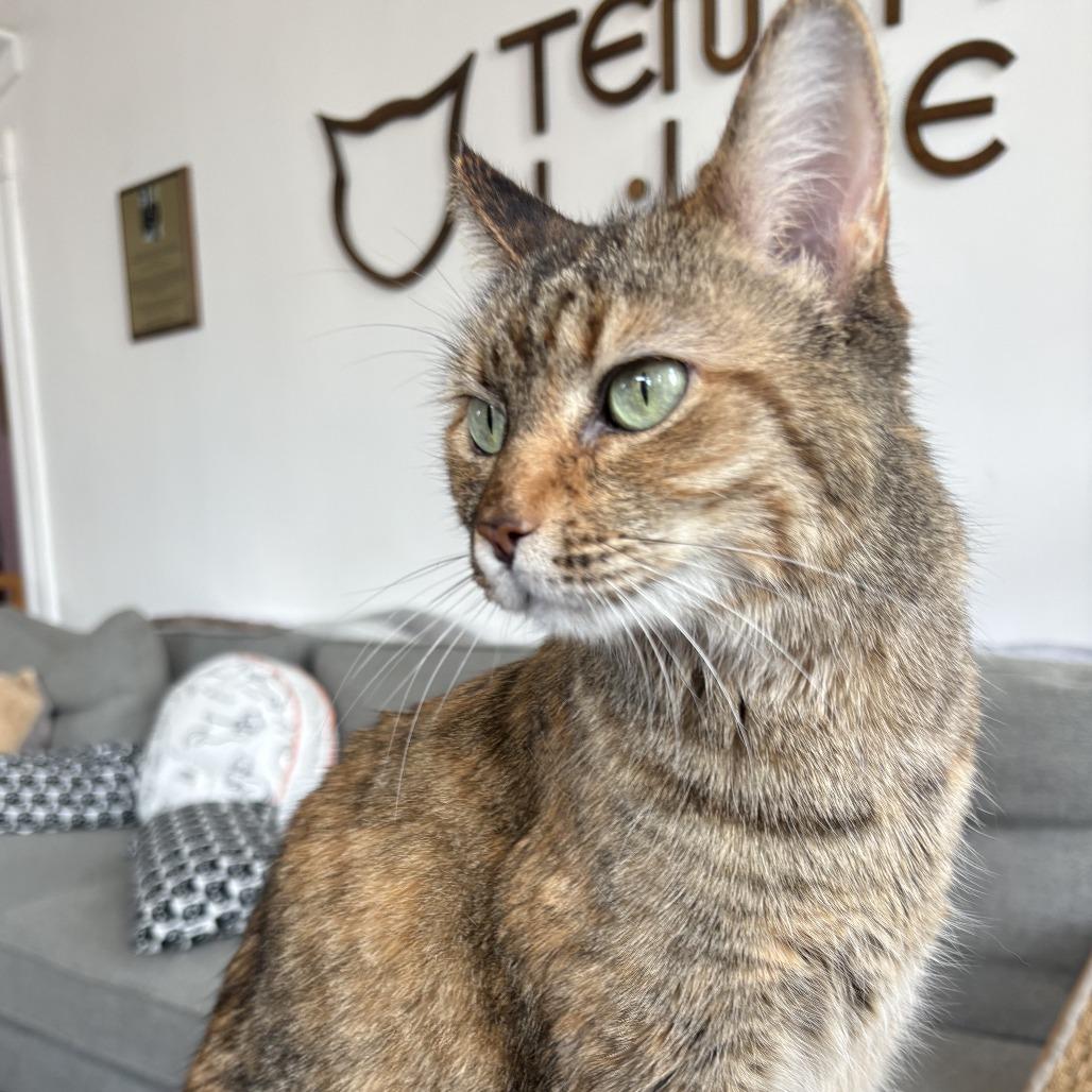 Bonnie, a Adoptable Domestic Short Hair in St. Louis, MO image 2/6