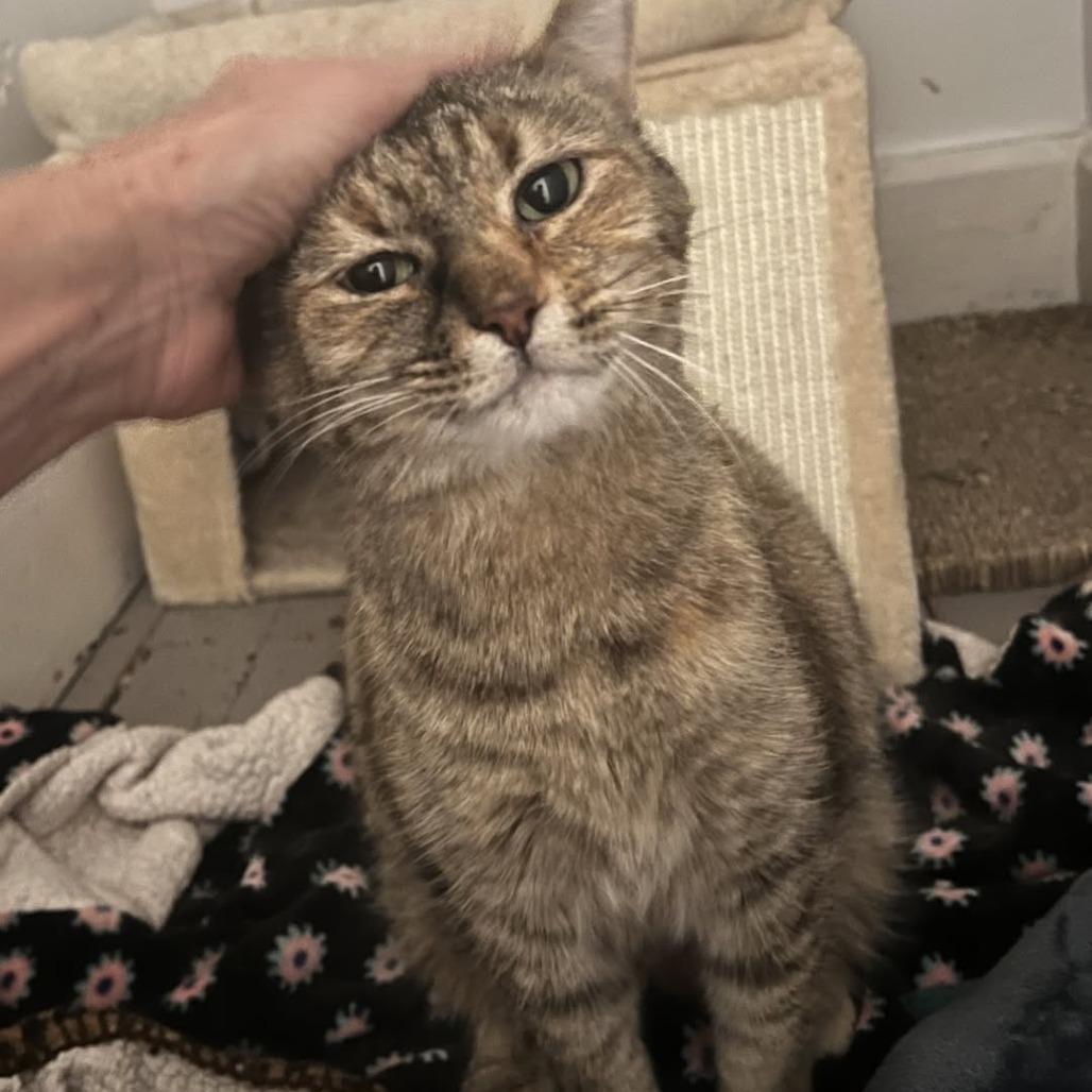 Bonnie, a Adoptable Domestic Short Hair in St. Louis, MO image 3/6