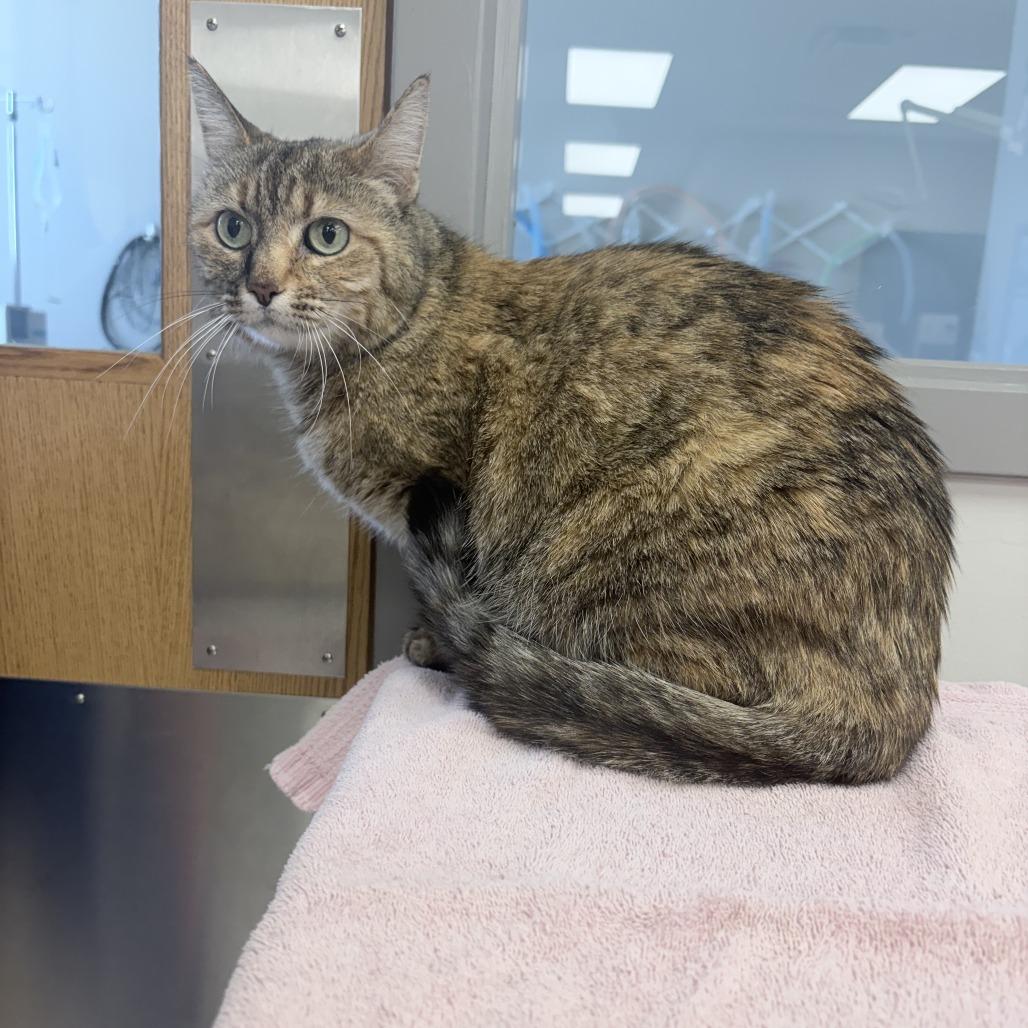 Bonnie, a Adoptable Domestic Short Hair in St. Louis, MO image 4/6