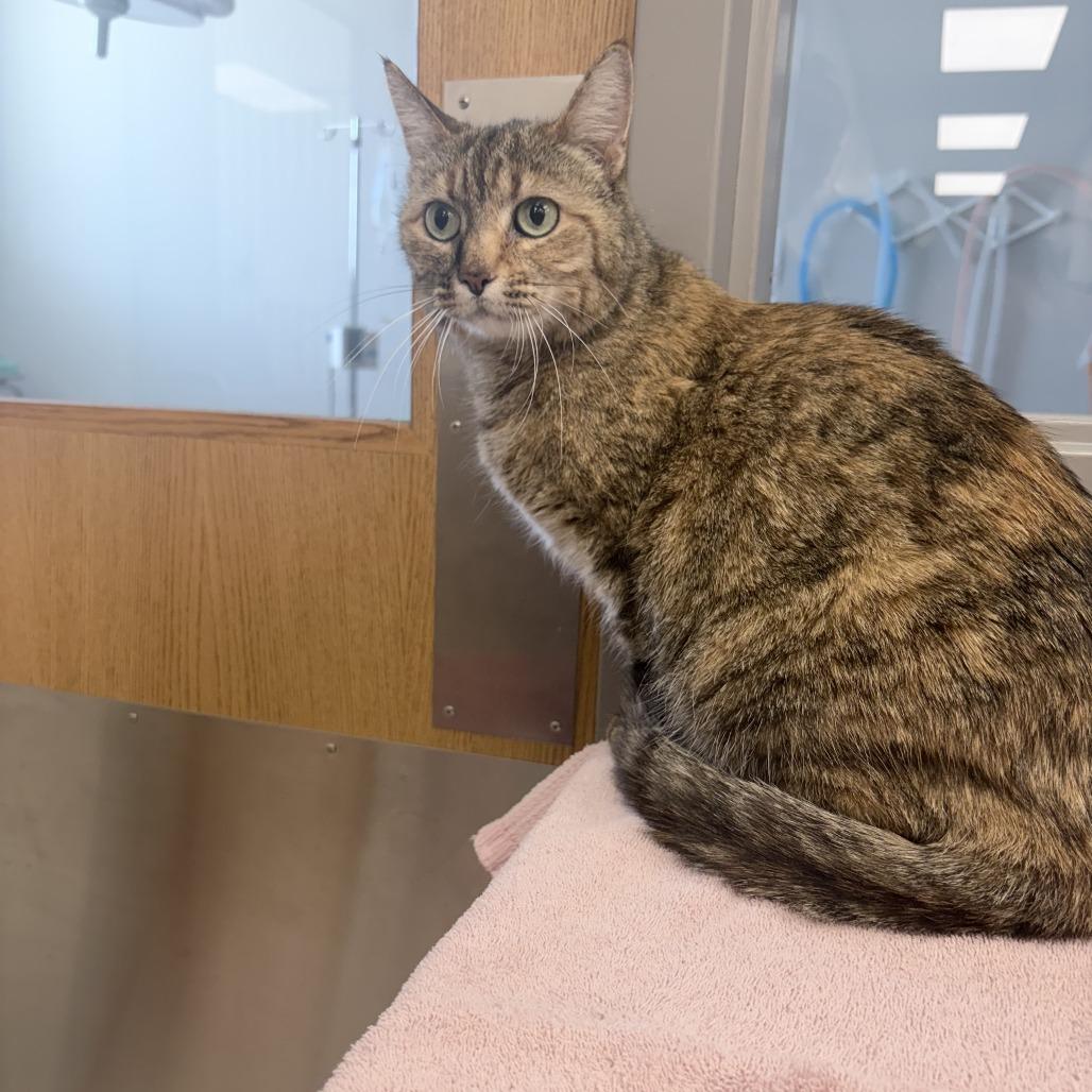 Bonnie, a Adoptable Domestic Short Hair in St. Louis, MO image 5/6