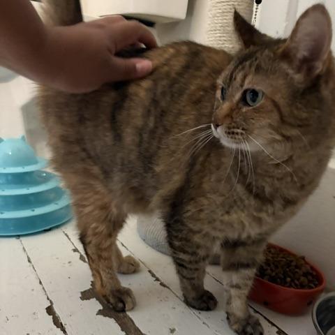 Bonnie, a Adoptable Domestic Short Hair in St. Louis, MO image 6/6
