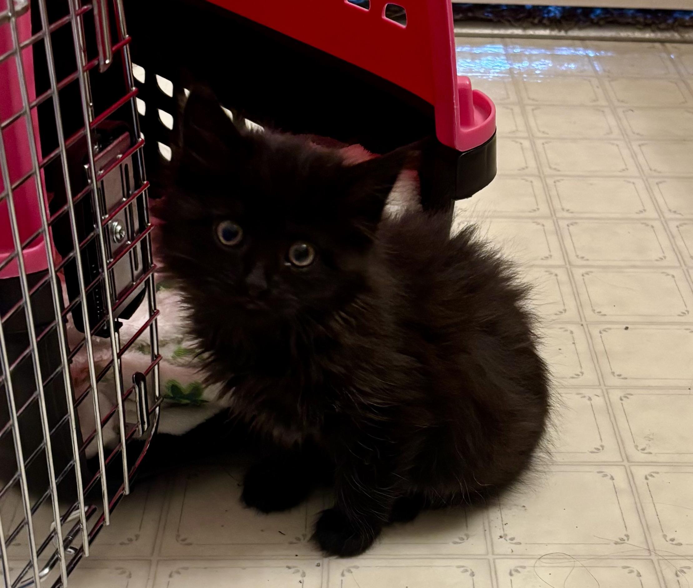 Prune Juice, a Adoptable Domestic Medium Hair in Fruit Heights, UT image 1/5