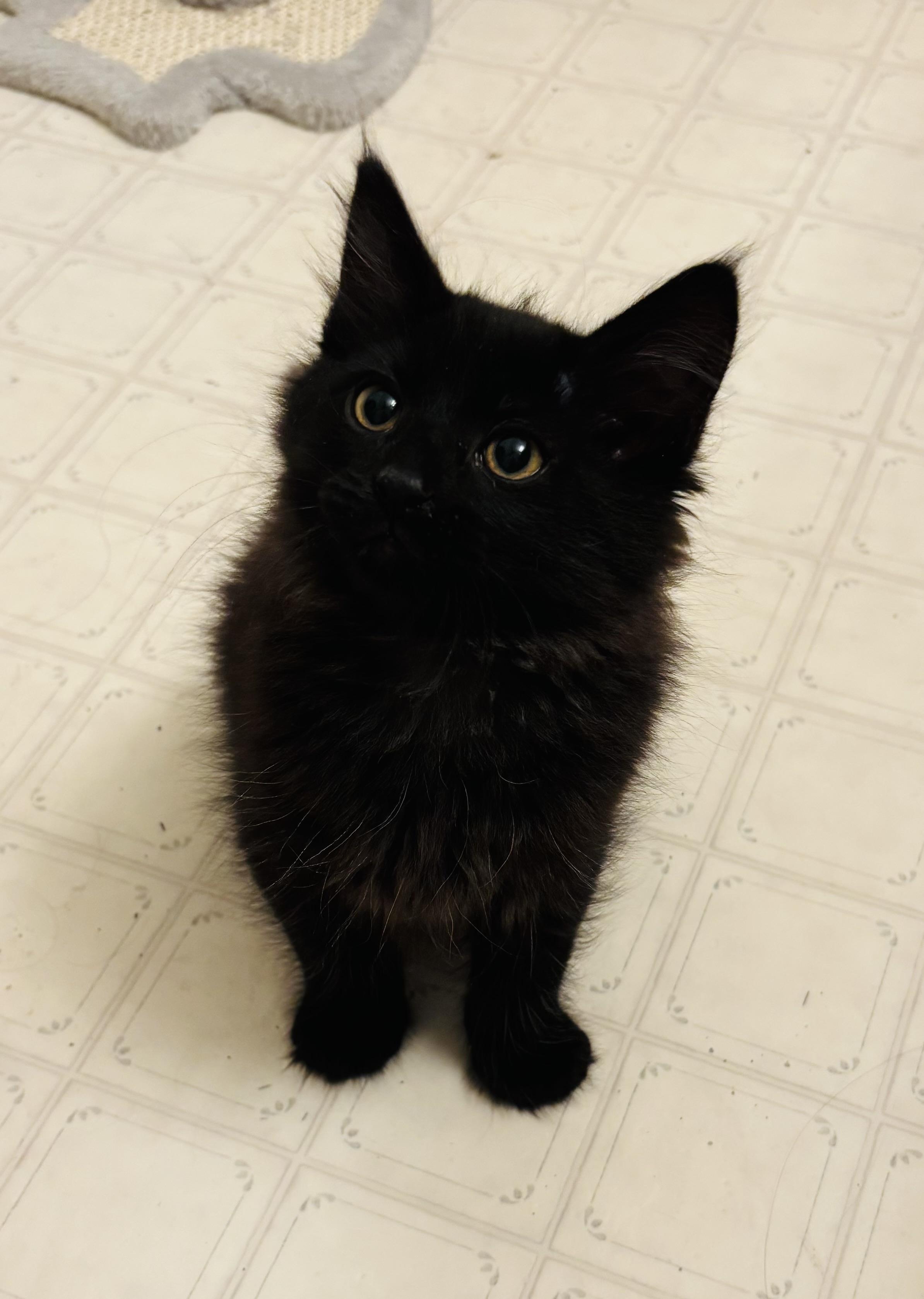Prune Juice, a Adoptable Domestic Medium Hair in Fruit Heights, UT image 2/5