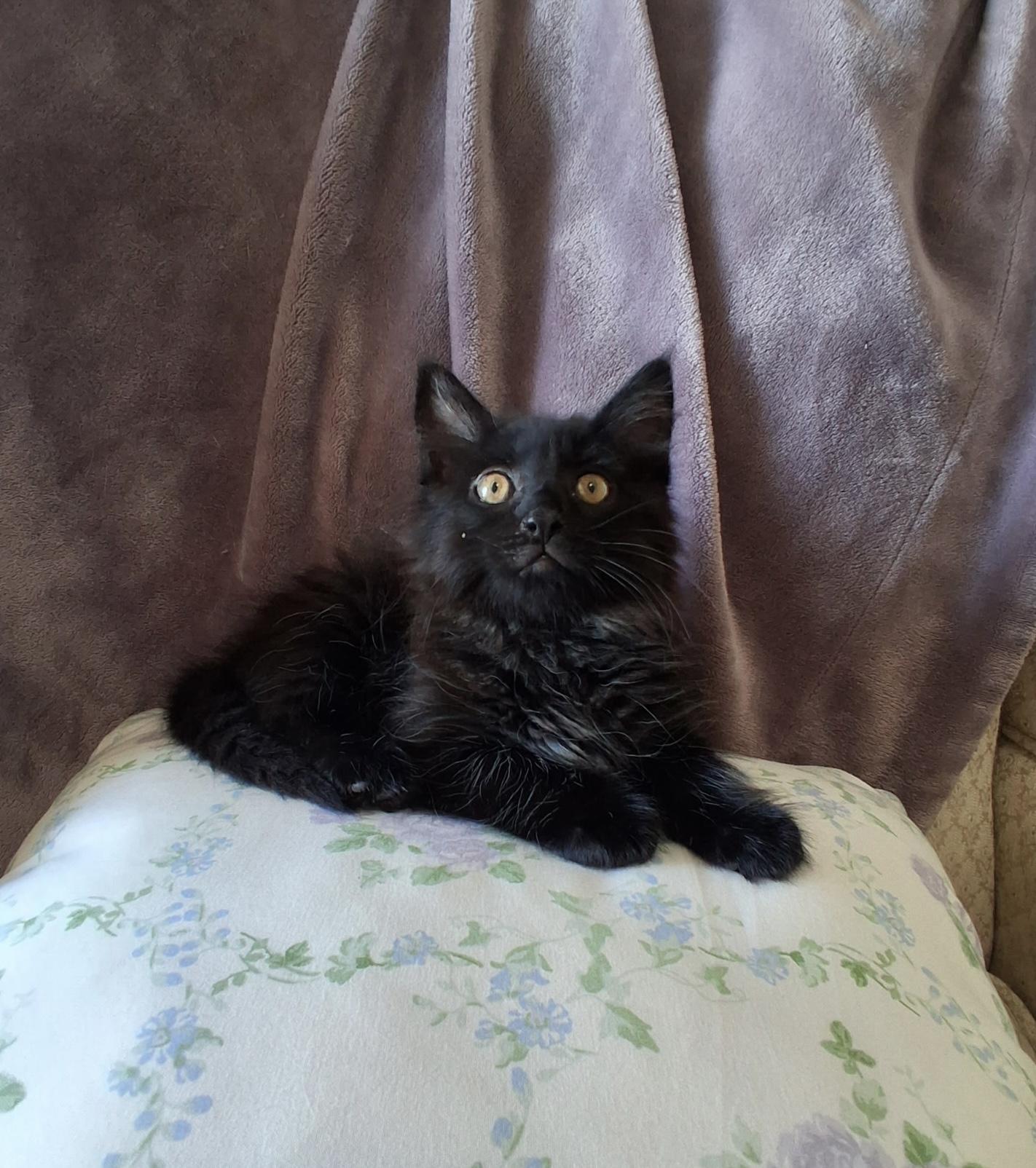 Prune Juice, a Adoptable Domestic Medium Hair in Fruit Heights, UT image 3/5
