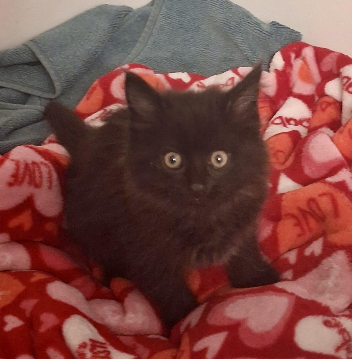 Prune Juice, a Adoptable Domestic Medium Hair in Fruit Heights, UT image 4/5