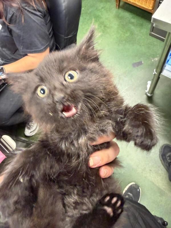 Prune Juice, a Adoptable Domestic Medium Hair in Fruit Heights, UT image 5/5