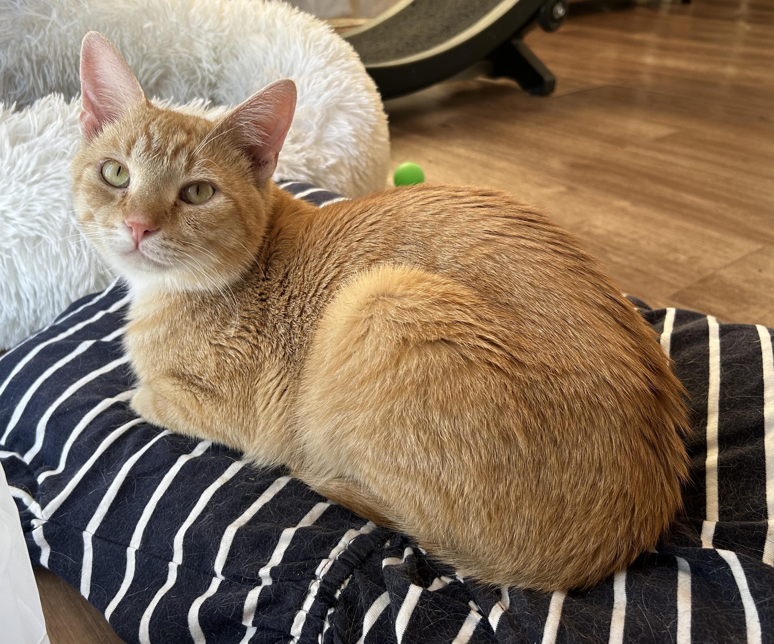 Enlarge OTIS, a Adoptable Domestic Short Hair in Lake City, MN image 1/3