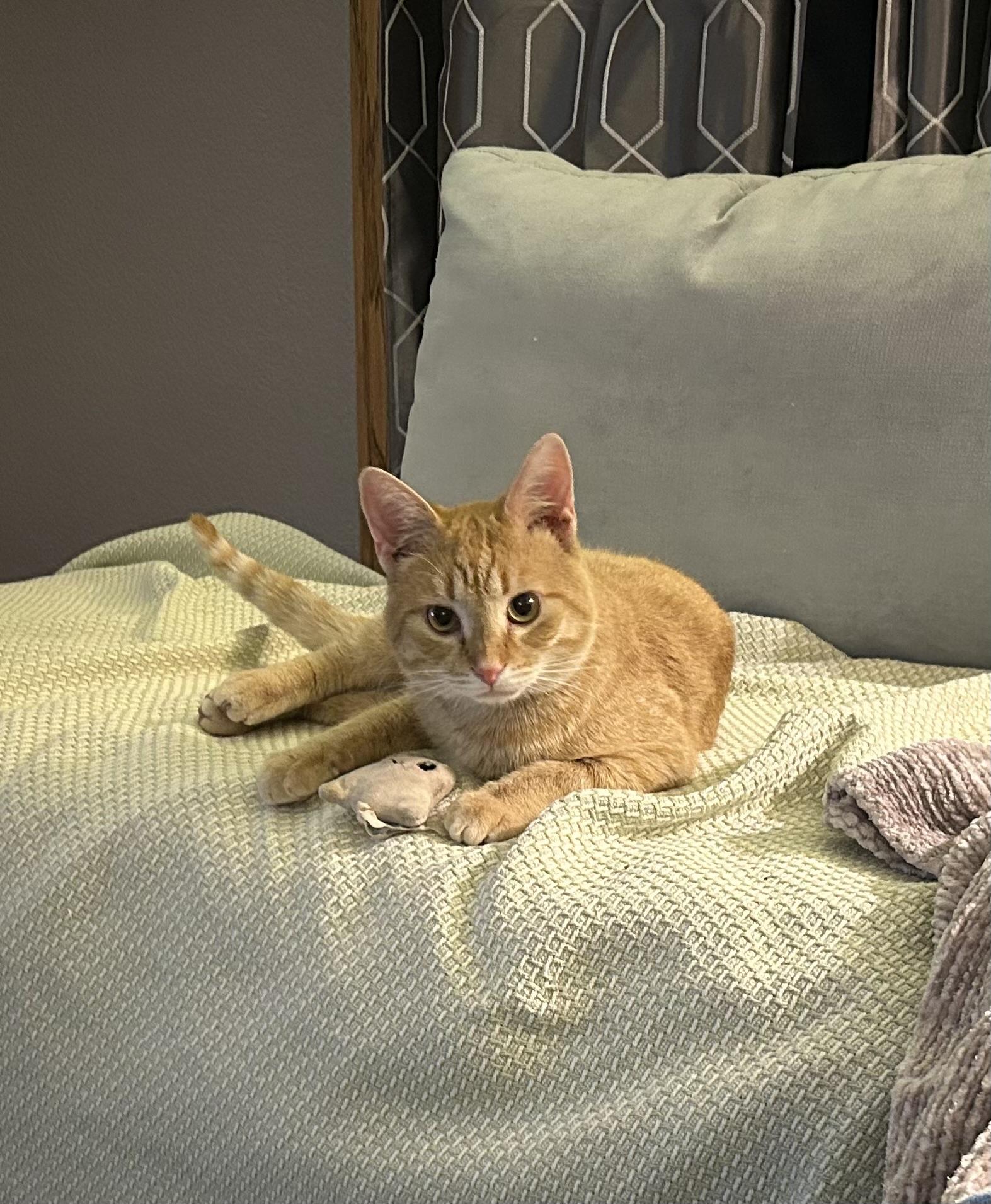 Enlarge OTIS, an adoptable Domestic Short Hair in Lake City, MN image 1/3
