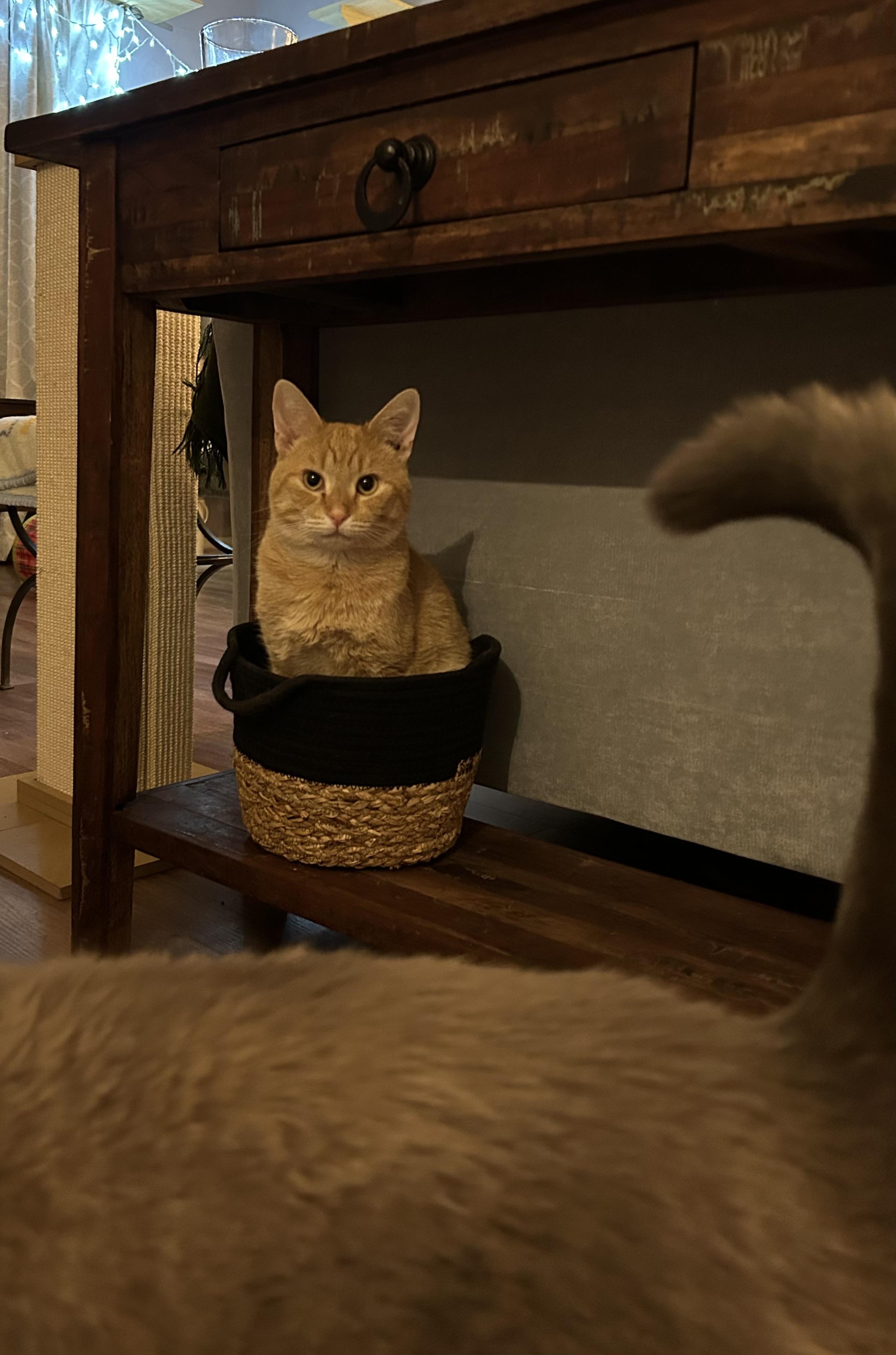 Enlarge OTIS, an adoptable Domestic Short Hair in Lake City, MN image 3/3