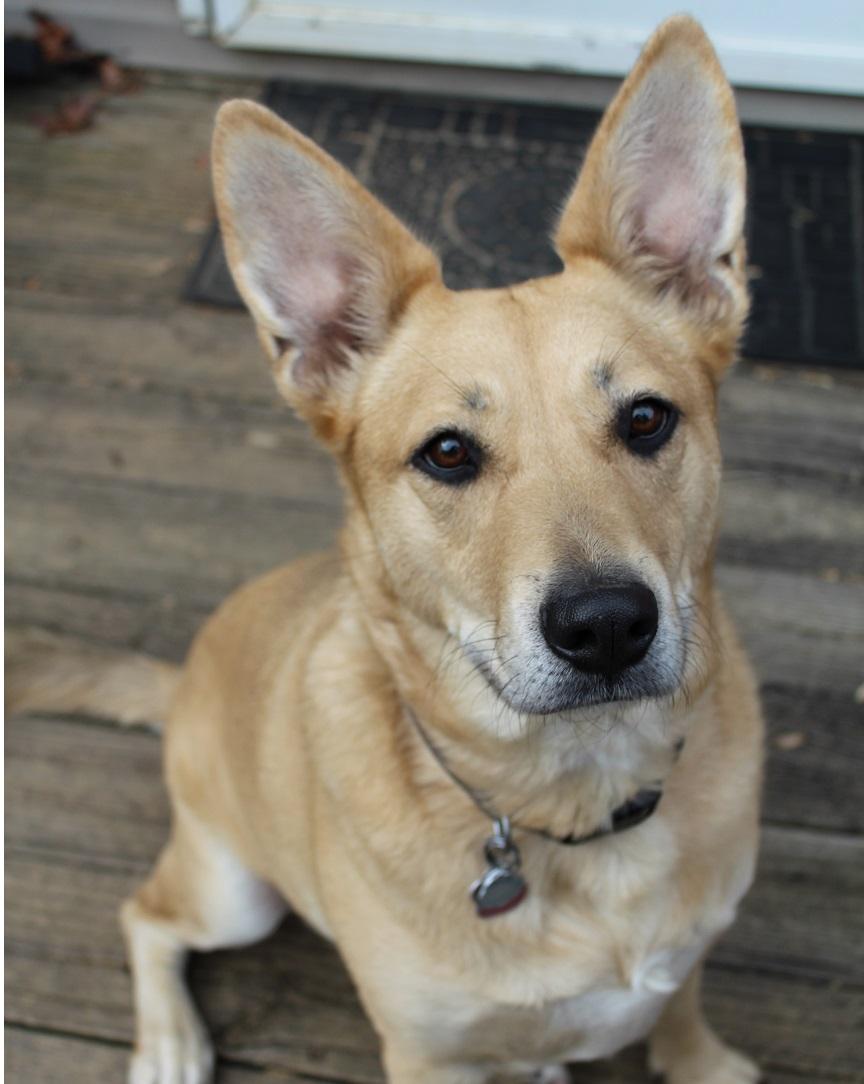 Cali - 4 year old Female Purebred Bestbuddy Carolina Dog Mix-Spayed-House Broken-Dog & Kid friendly, a Adoptable Carolina Dog in Lilburn, GA image 1/4