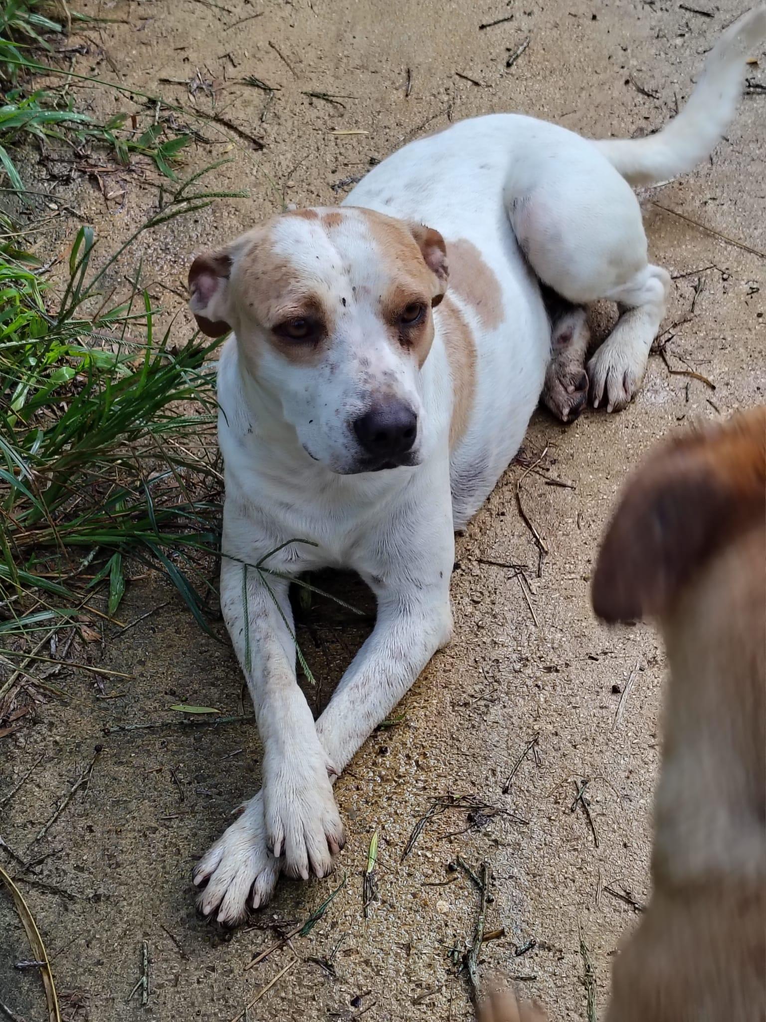 Enlarge Paulie, a Adoptable mixed breed in Albion, NY image 5/5