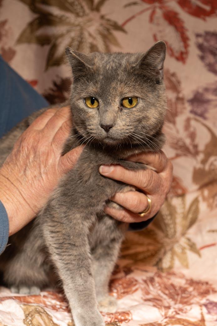 Enlarge Trego, a ADOPTABLE Dilute Calico in Cardwell, MT image 2/2