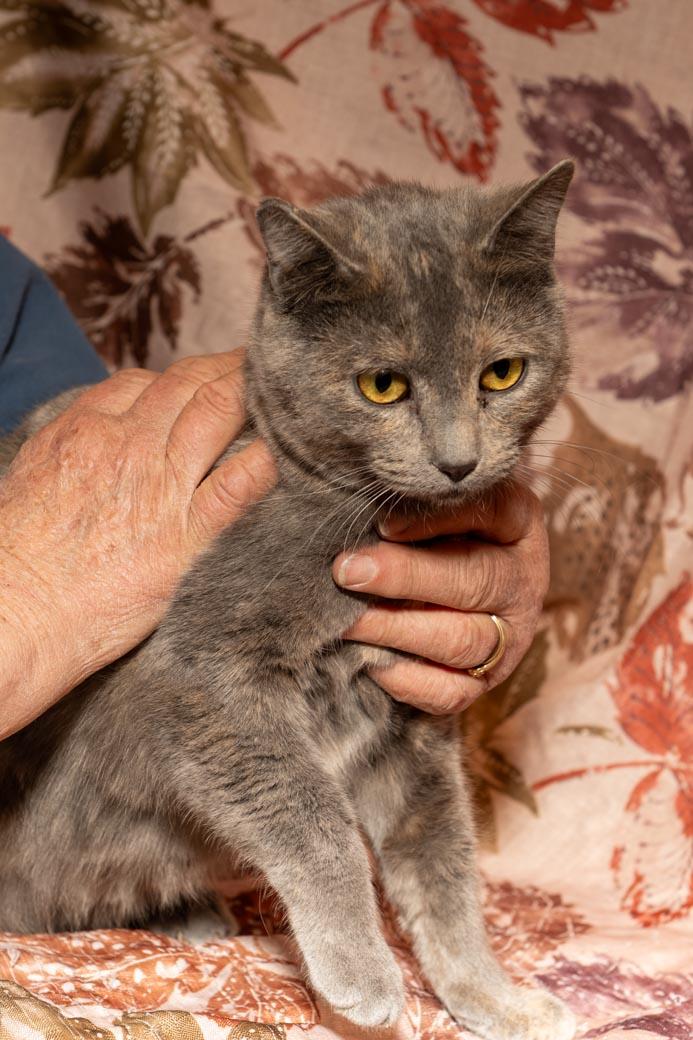 Enlarge Trego, a ADOPTABLE Dilute Calico in Cardwell, MT image 1/2