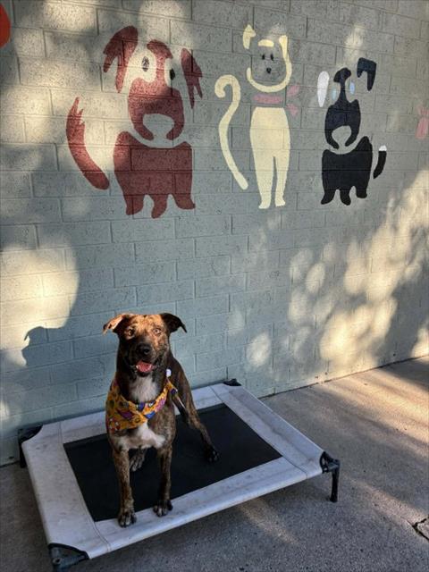 A524162, Adoptable, Young Male Pit Bull Terrier & Mixed Breed.