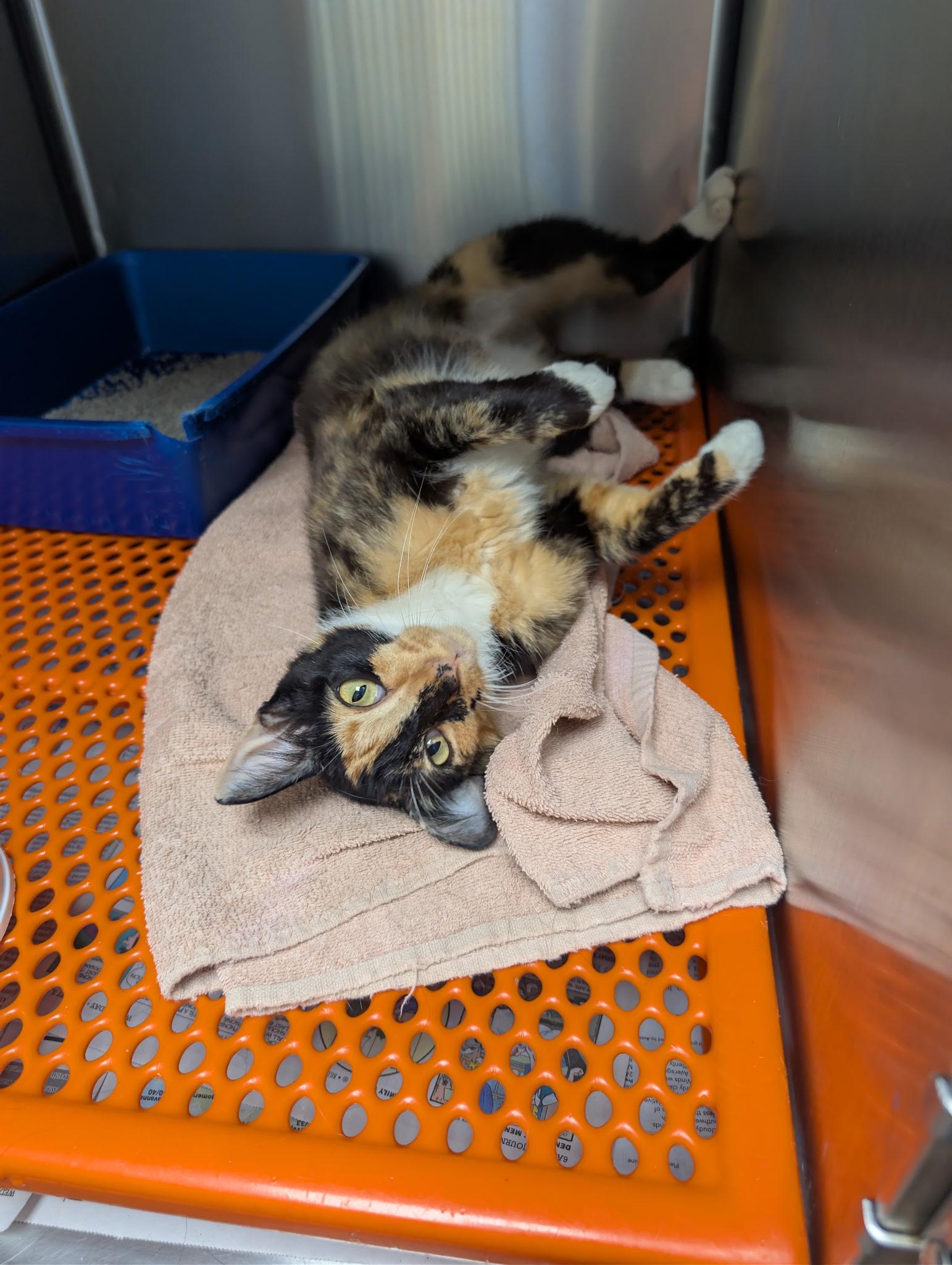 Feathers, a ADOPTABLE Tortoiseshell in Joppa, AL image 2/3
