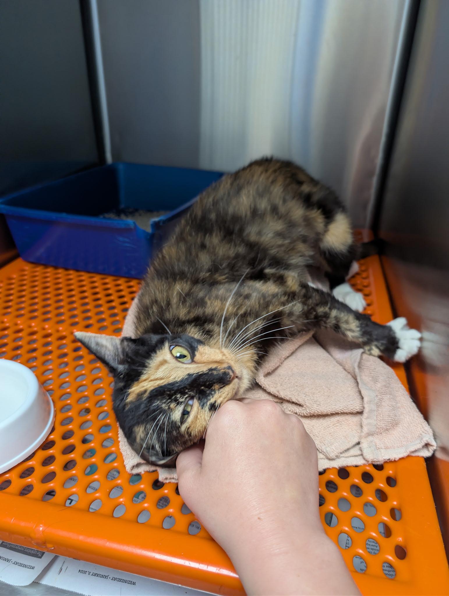 Feathers, ADOPTABLE, Young Female Tortoiseshell.
