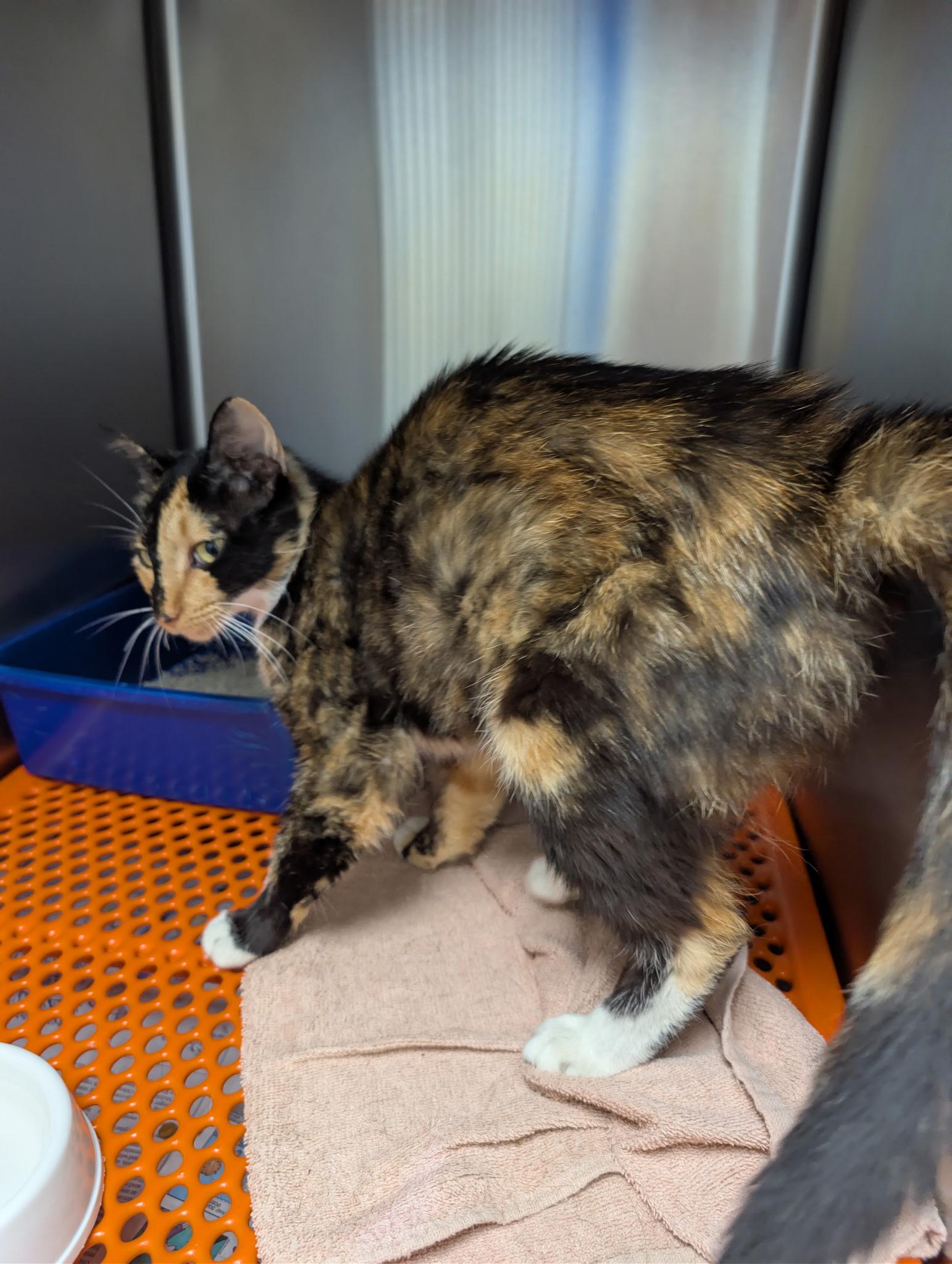 Feathers, a ADOPTABLE Tortoiseshell in Joppa, AL image 3/3