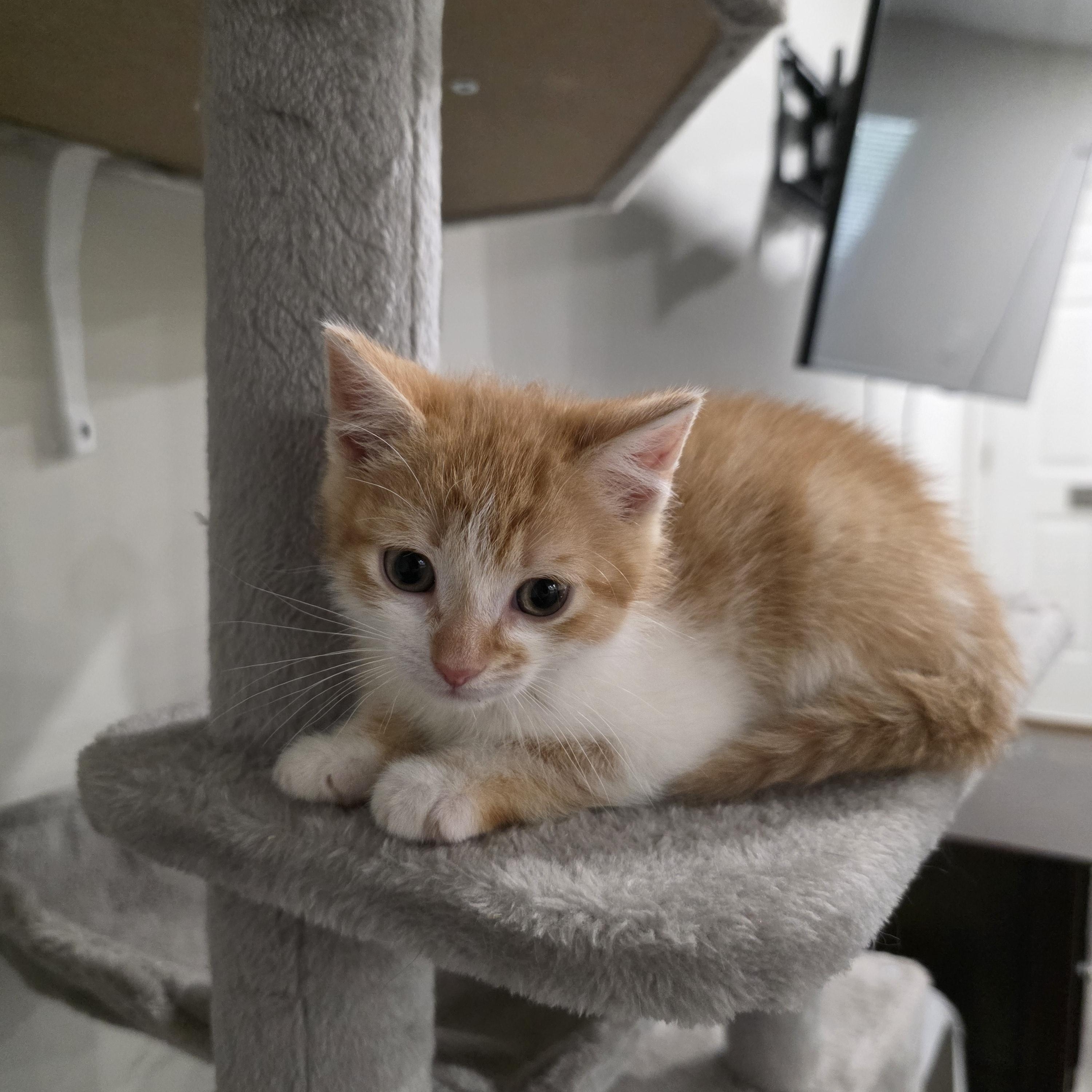 Enlarge Corey, a ADOPTABLE Domestic Short Hair in Moriches, NY image 1/3