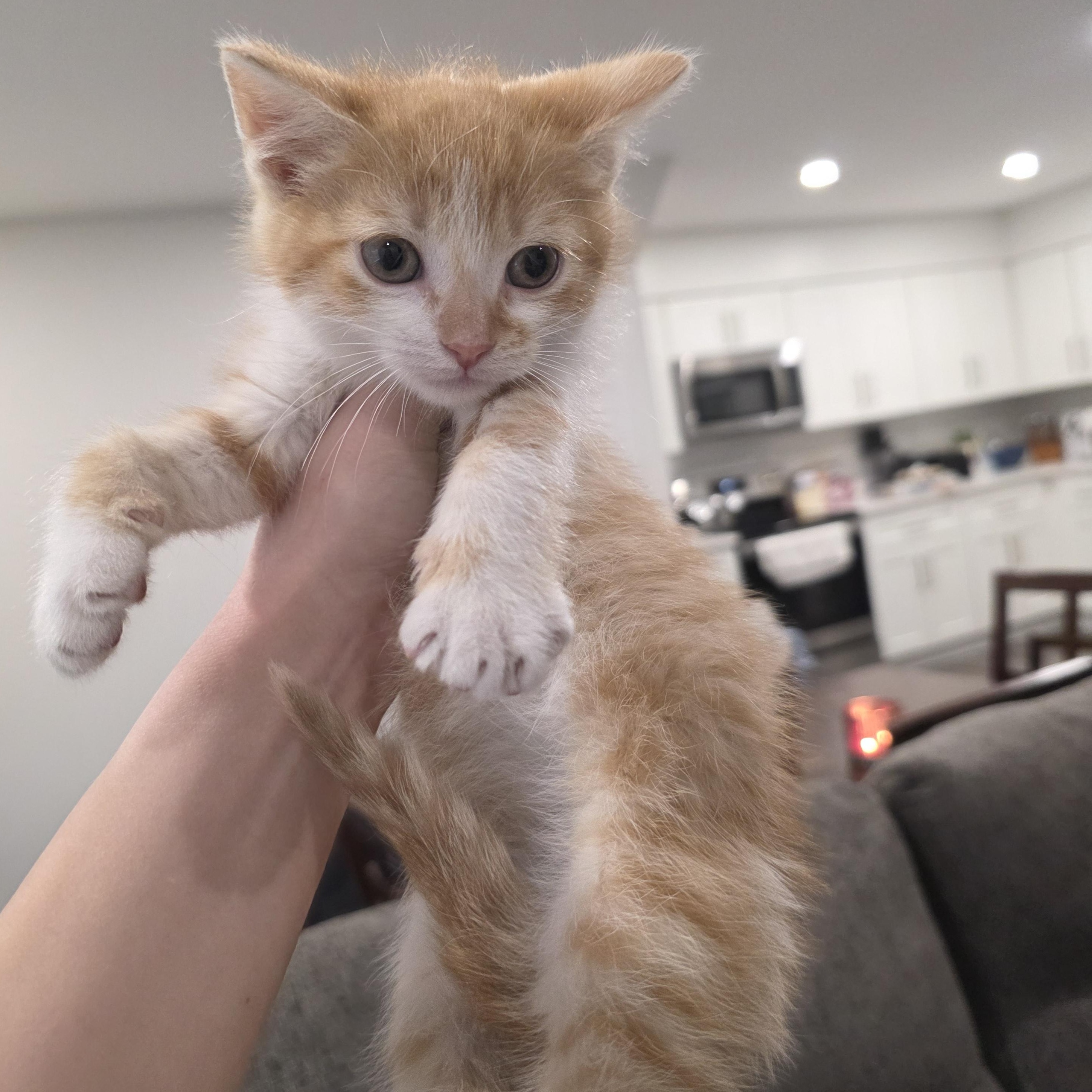 Enlarge Corey, a ADOPTABLE Domestic Short Hair in Moriches, NY image 2/3