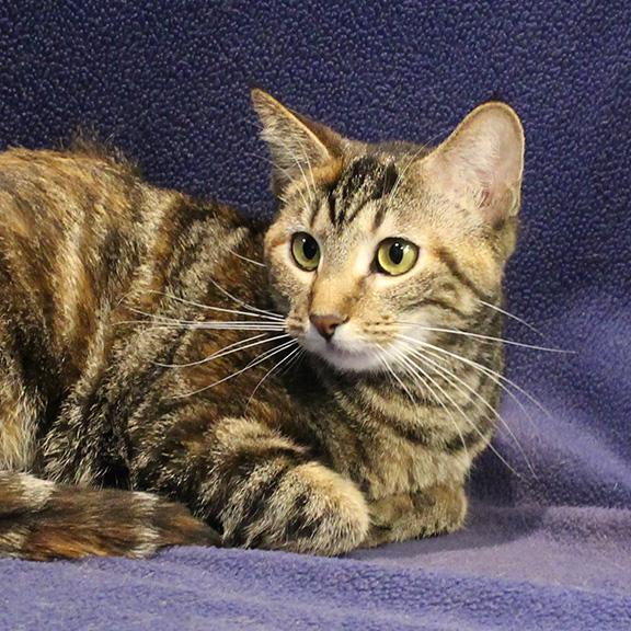 Enlarge Tiger Lily, a ADOPTABLE mixed breed in Overland Park, KS image 2/2