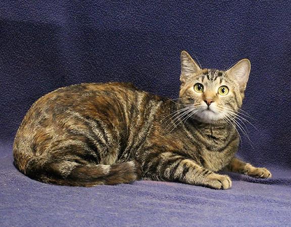 Enlarge Tiger Lily, a ADOPTABLE mixed breed in Overland Park, KS image 1/2