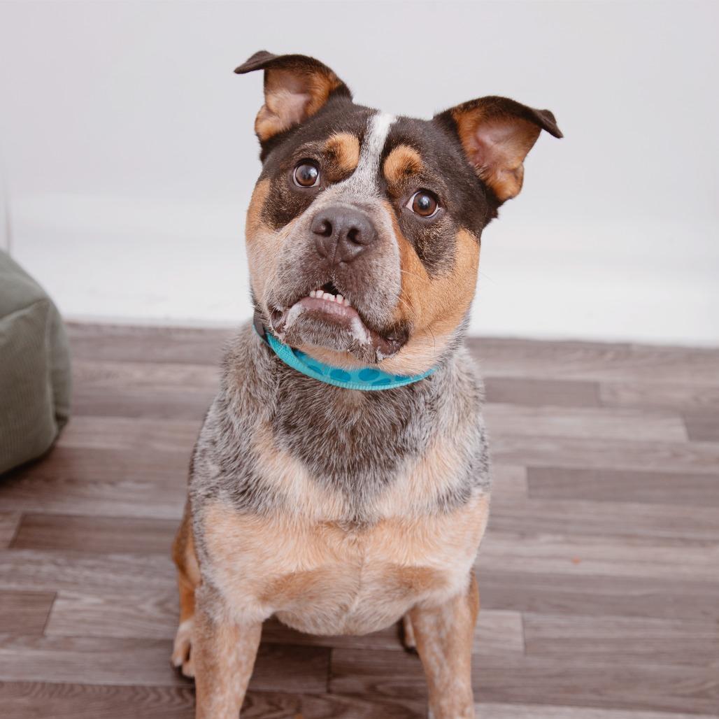 Sheriff Buzby, Adoptable, Adult Male Cattle Dog & American Staffordshire Terrier.