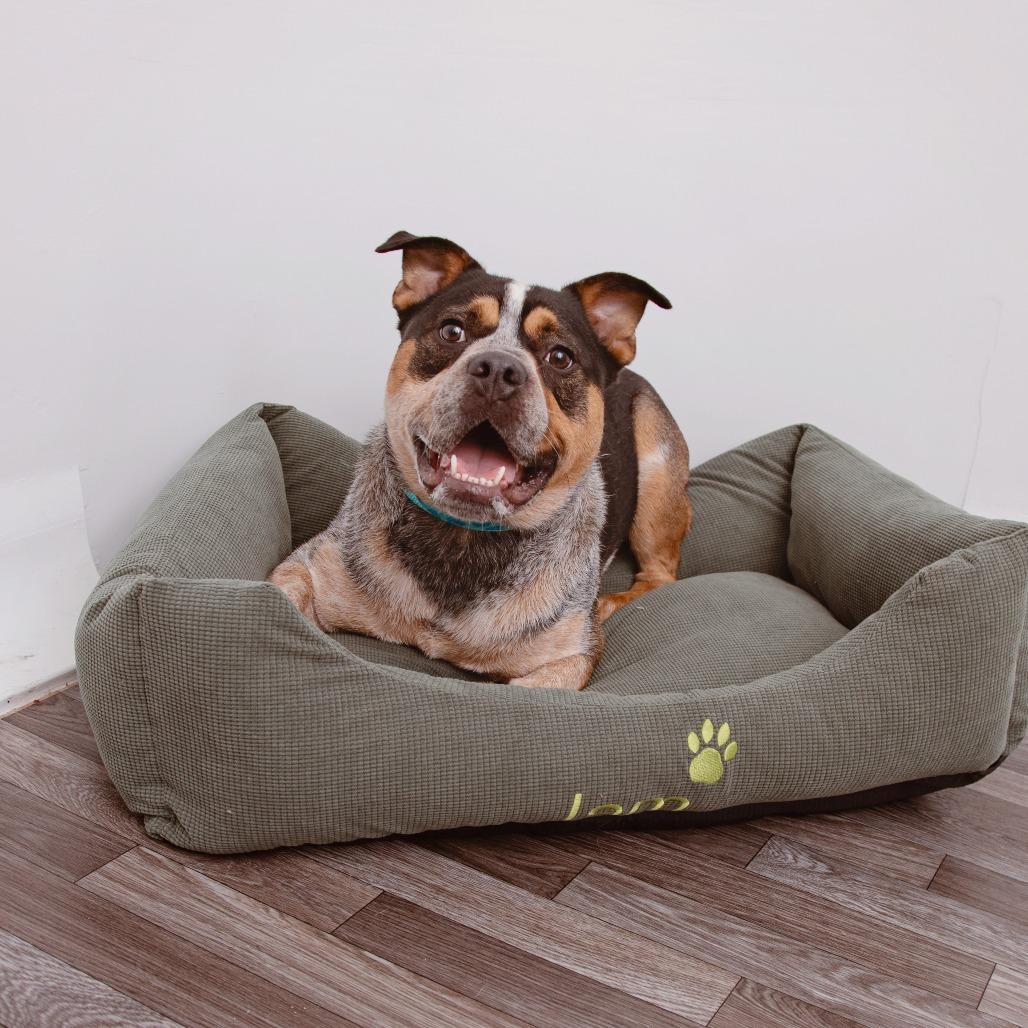 Enlarge Sheriff Buzby, a Adoptable mixed breed in Los Angeles, CA image 2/6