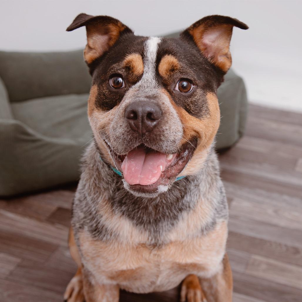 Enlarge Sheriff Buzby, a Adoptable mixed breed in Los Angeles, CA image 4/6