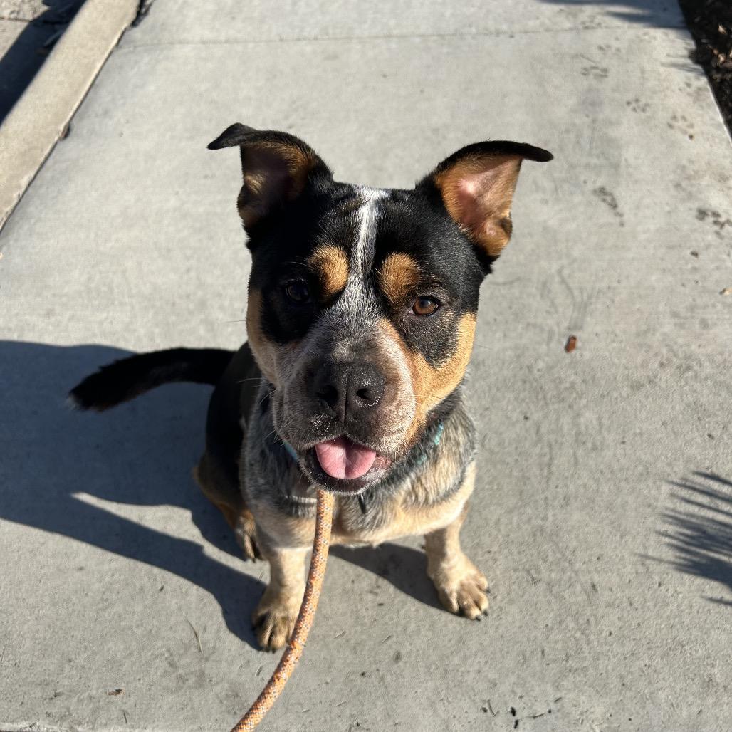 Enlarge Sheriff Buzby, a Adoptable mixed breed in Los Angeles, CA image 5/6