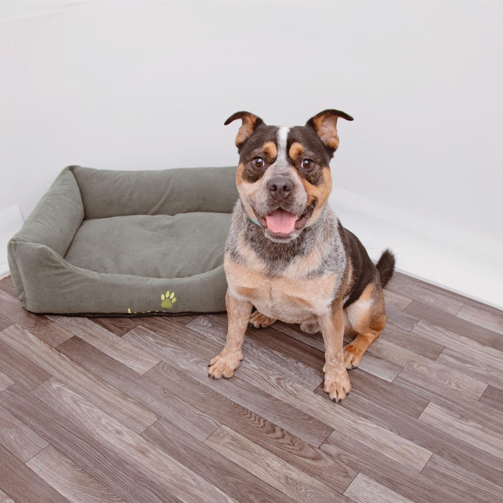 Enlarge Sheriff Buzby, a Adoptable mixed breed in Los Angeles, CA image 6/6