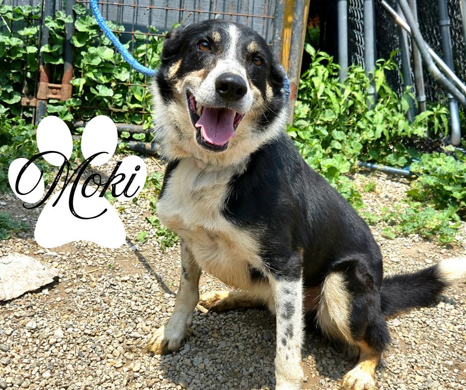 Moki photo
