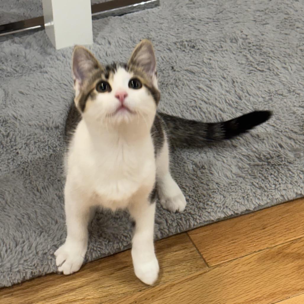 Gelato (Church Ln Kitten 2), Adoptable, Young Female Domestic Short Hair.