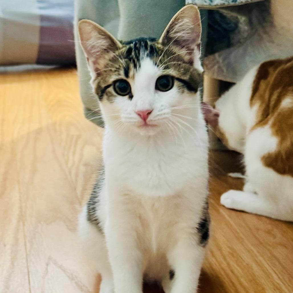 Enlarge Gelato (Church Ln Kitten 2), a Adoptable Domestic Short Hair in Westport, CT image 2/6