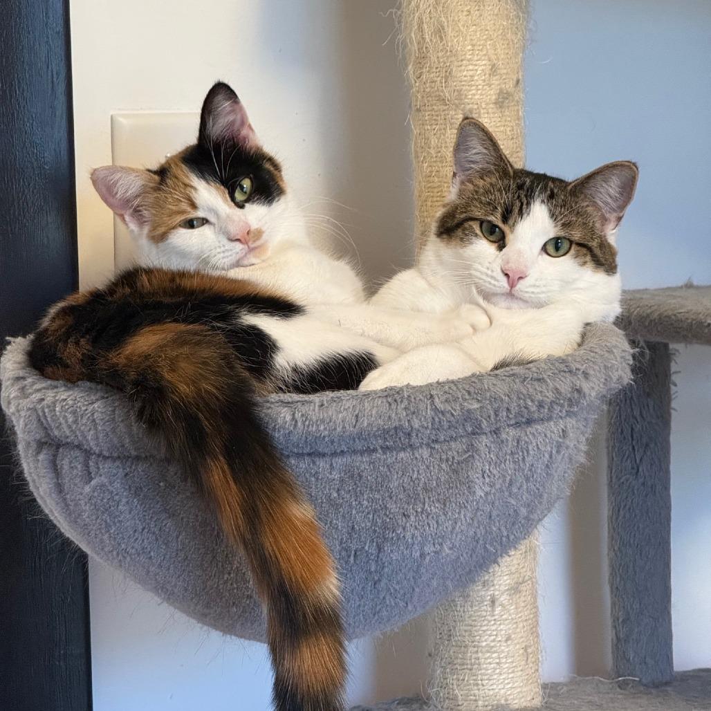 Enlarge Gelato (Church Ln Kitten 2), a Adoptable Domestic Short Hair in Westport, CT image 3/6