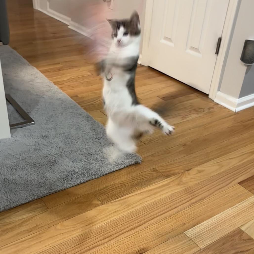 Enlarge Gelato (Church Ln Kitten 2), a Adoptable Domestic Short Hair in Westport, CT image 4/6