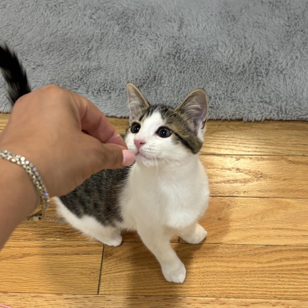 Enlarge Gelato (Church Ln Kitten 2), a Adoptable Domestic Short Hair in Westport, CT image 5/6