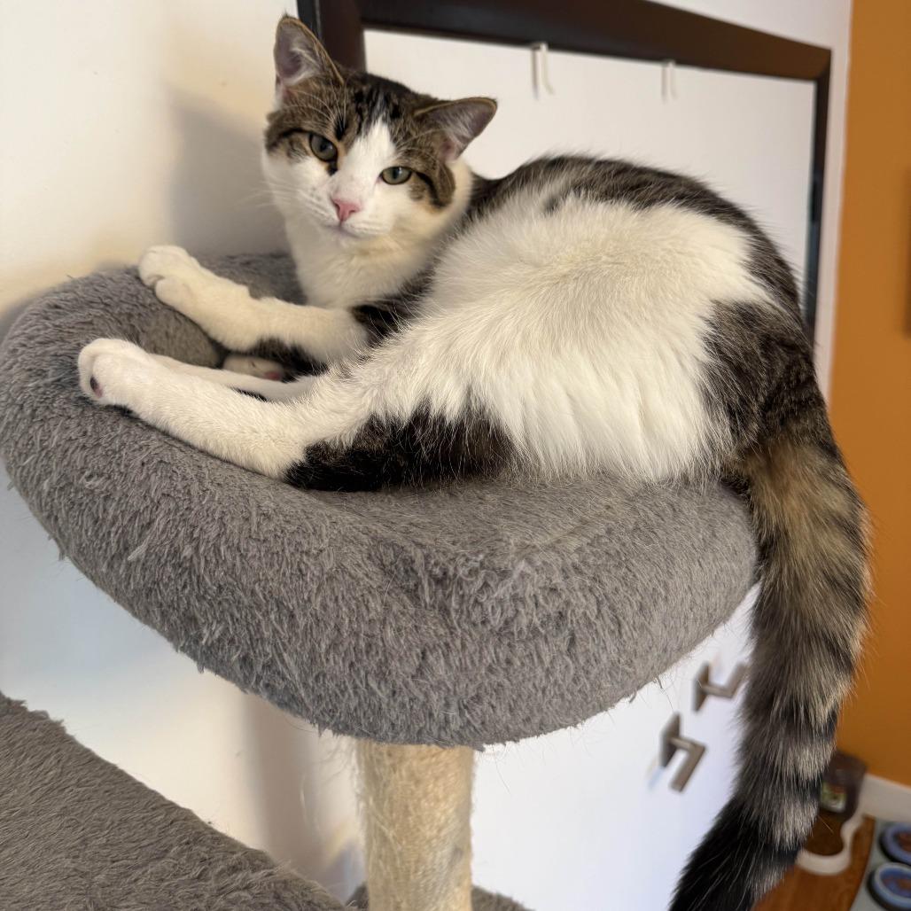 Enlarge Gelato (Church Ln Kitten 2), a Adoptable Domestic Short Hair in Westport, CT image 6/6