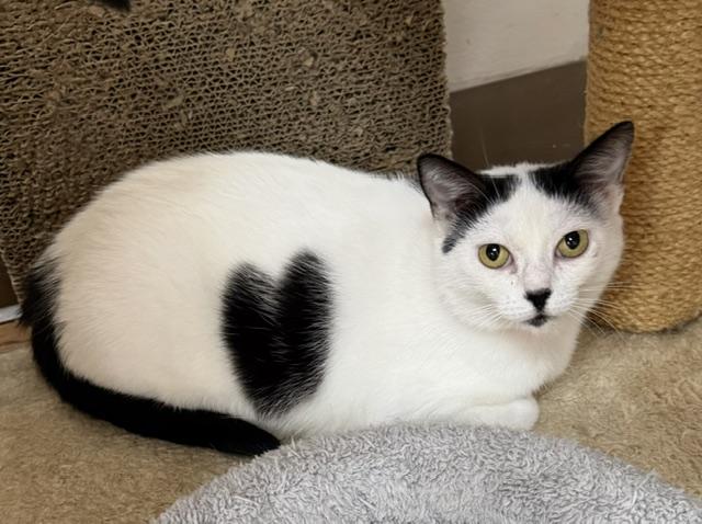 Enlarge Queen of Hearts, a ADOPTABLE Domestic Short Hair in Medina, OH image 1/1