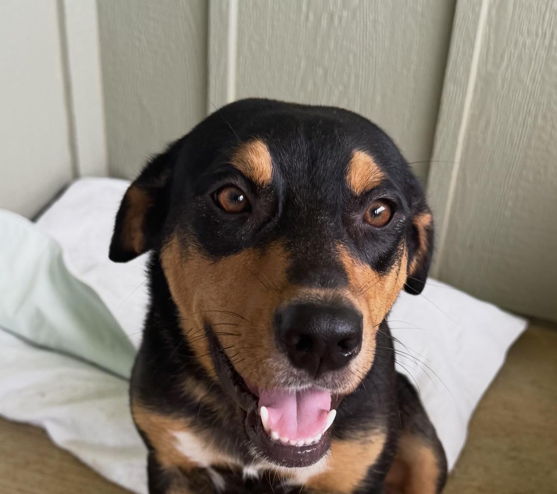 Savannah, an adopted mixed breed in Pilot Point, TX image 1/6