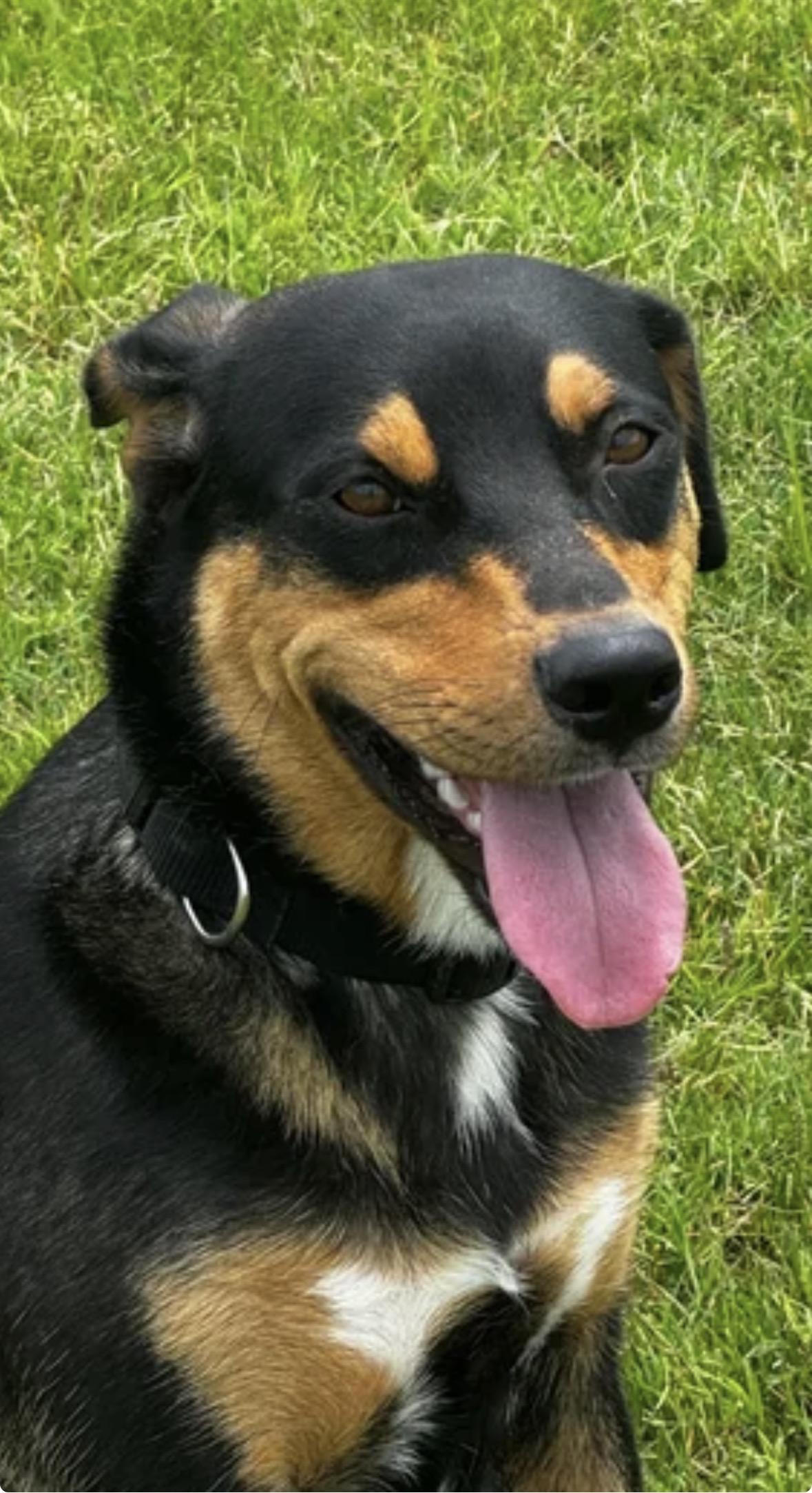 Savannah, an adopted mixed breed in Pilot Point, TX image 2/6