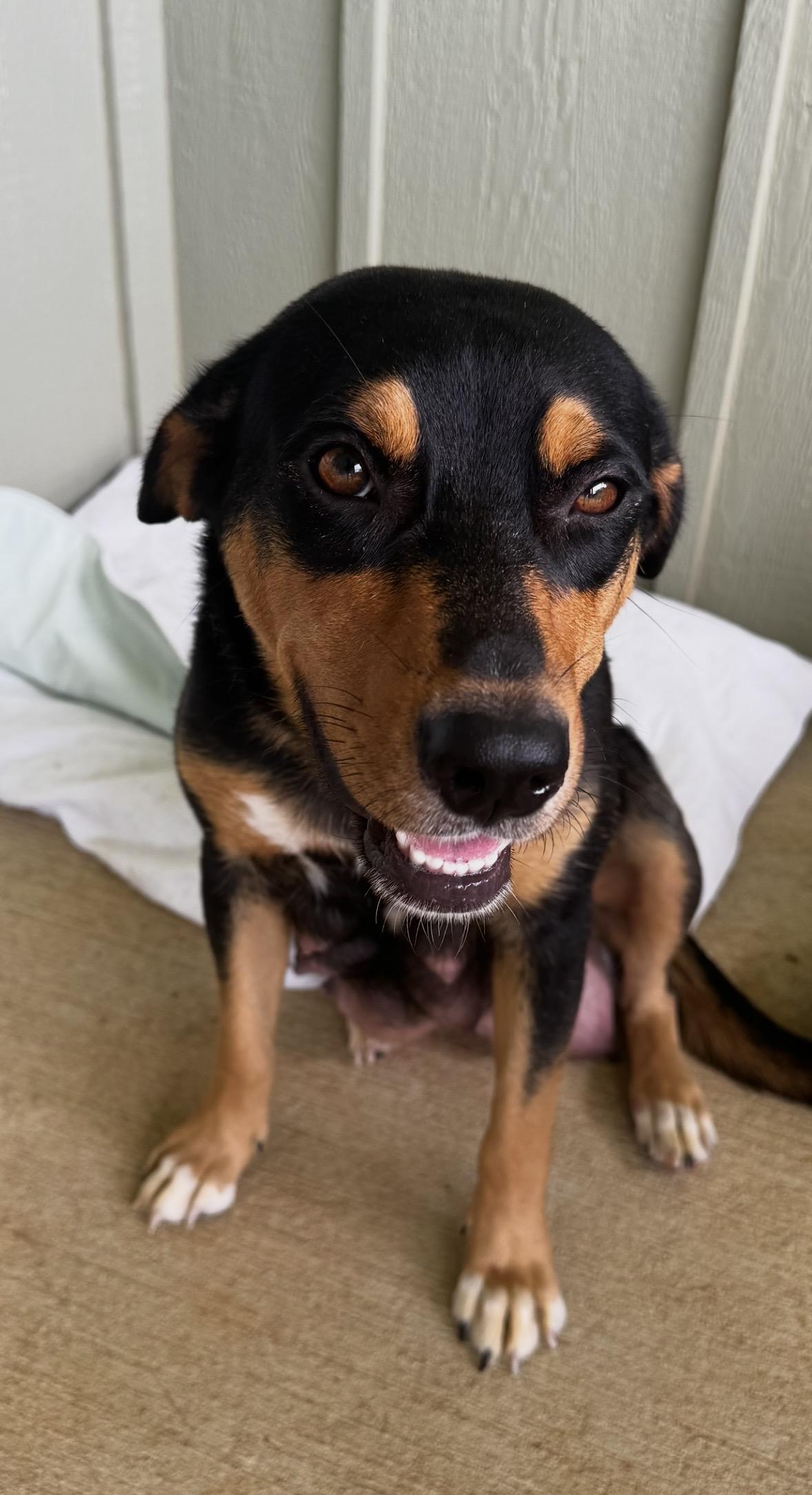 Savannah, an adopted mixed breed in Pilot Point, TX image 6/6