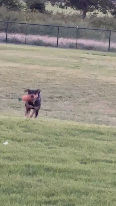 Enlarge Savannah, an adopted mixed breed in Pilot Point, TX video 3/6