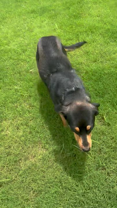Enlarge Savannah, an adopted mixed breed in Pilot Point, TX video 4/6
