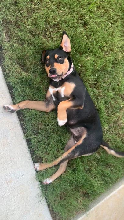 Enlarge Savannah, an adopted mixed breed in Pilot Point, TX video 5/6