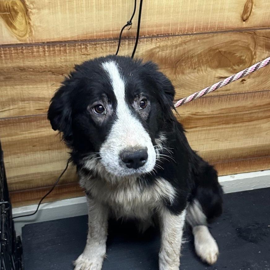Magpie, Adoptable, Young Female Australian Shepherd.